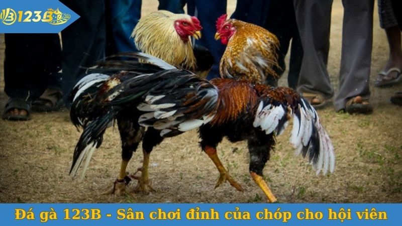 Đá gà 123B - Sân chơi đỉnh của chóp cho hội viên
