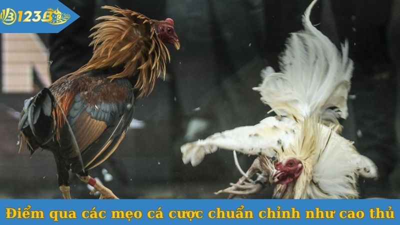 Điểm qua các mẹo cá cược chuẩn chỉnh như cao thủ